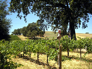 Vineyard in Paso Robles